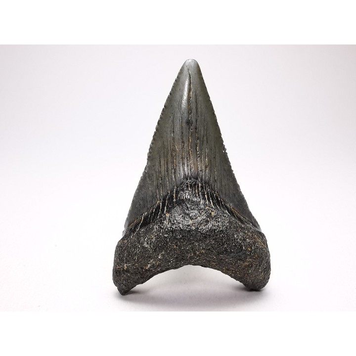 Dent de requin: Carcharodon megalodon, Miocène (USA)