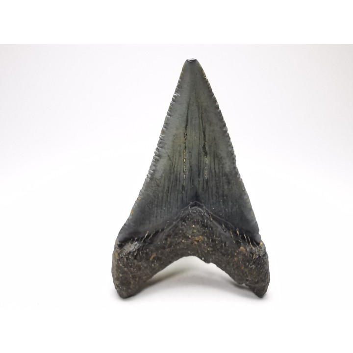Dent de requin: Carcharodon megalodon, Miocène (USA)