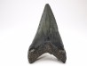 shark teeth: Carcharodon megalodon - Miocene (USA)