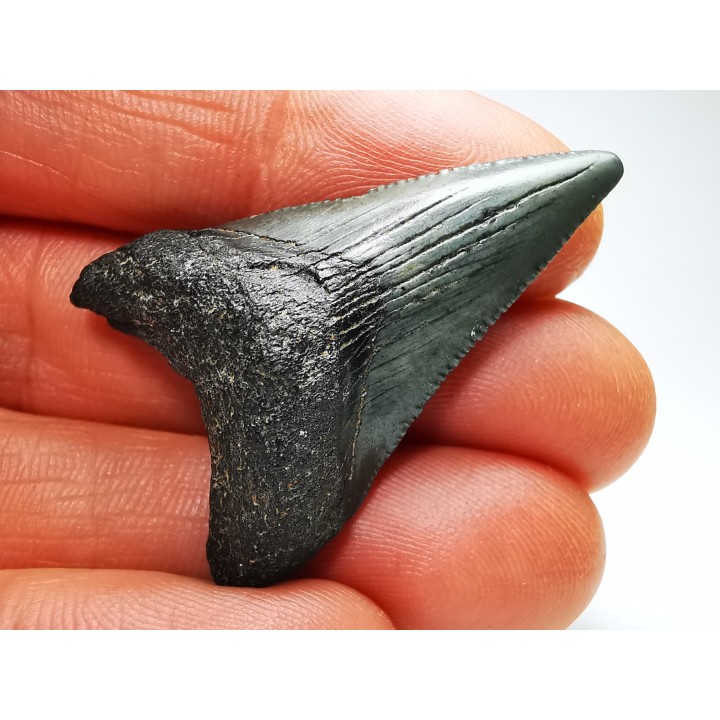 shark teeth: Carcharodon megalodon - Miocene (USA)