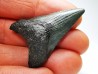 Dent de requin: Carcharodon megalodon, Miocène (USA)