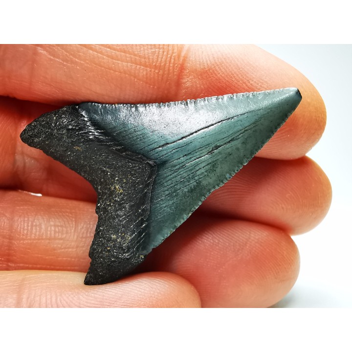 shark teeth: Carcharodon megalodon - Miocene (USA)