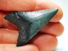 Dent de requin: Carcharodon megalodon, Miocène (USA)