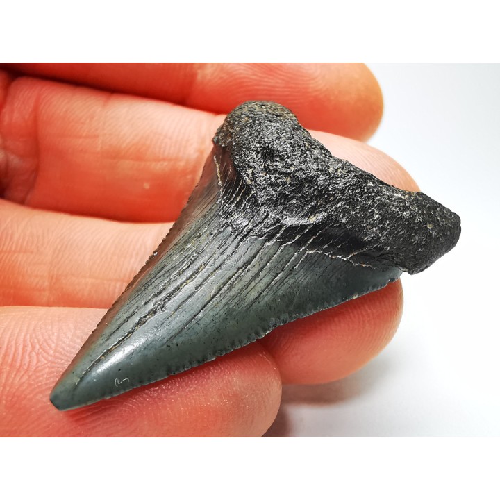 Dent de requin: Carcharodon megalodon, Miocène (USA)