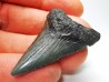shark teeth: Carcharodon megalodon - Miocene (USA)