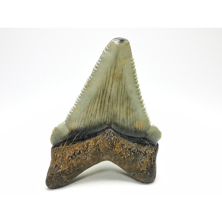 shark teeth: Carcharodon megalodon - Miocene (USA)