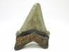 shark teeth: Carcharodon megalodon - Miocene (USA)