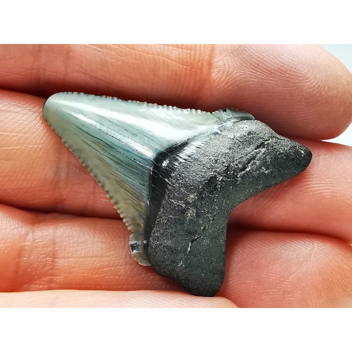shark teeth: Carcharodon megalodon - Miocene (USA)