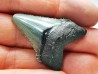 shark teeth: Carcharodon megalodon - Miocene (USA)
