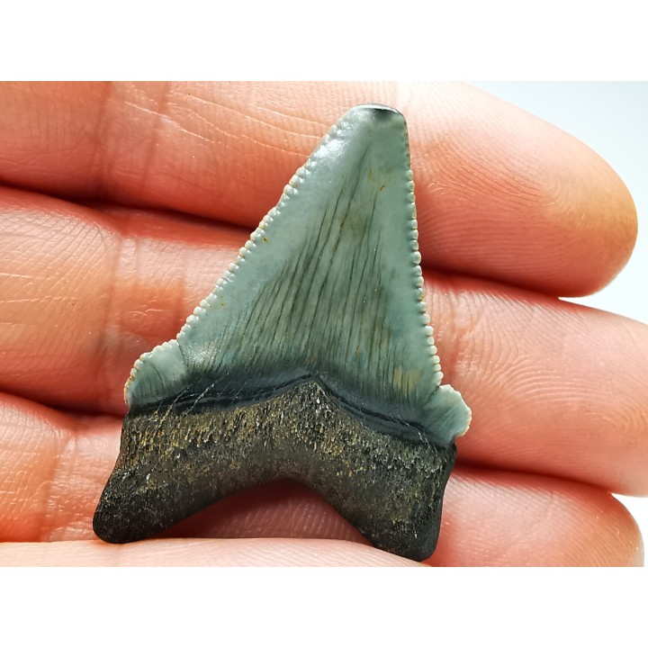 shark teeth: Carcharodon megalodon - Miocene (USA)