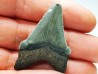 shark teeth: Carcharodon megalodon - Miocene (USA)