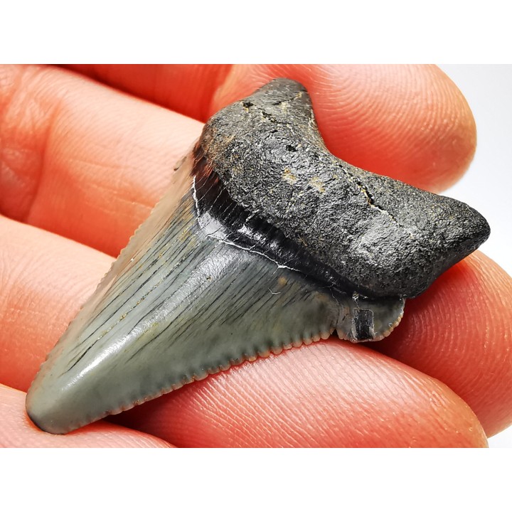 Dent de requin: Carcharodon megalodon, Miocène (USA)
