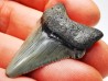 shark teeth: Carcharodon megalodon - Miocene (USA)
