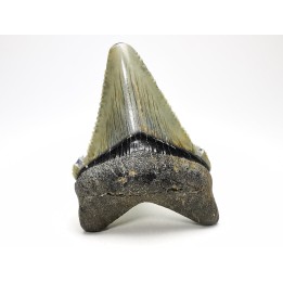 shark teeth: Carcharodon megalodon - Miocene (USA)