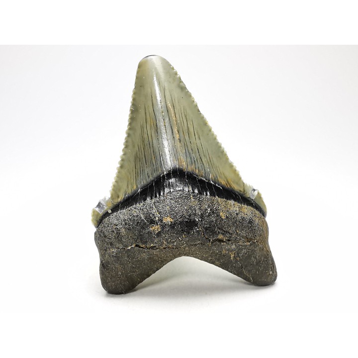 shark teeth: Carcharodon megalodon - Miocene (USA)