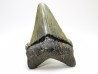 Dent de requin: Carcharodon megalodon, Miocène (USA)