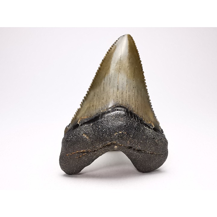 Dent de requin: Carcharodon megalodon, Miocène (USA)