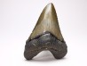 Dent de requin: Carcharodon megalodon, Miocène (USA)