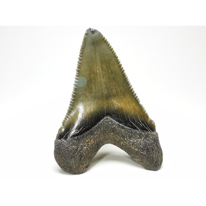 shark teeth: Carcharodon megalodon - Miocene (USA)