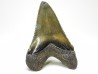 shark teeth: Carcharodon megalodon - Miocene (USA)
