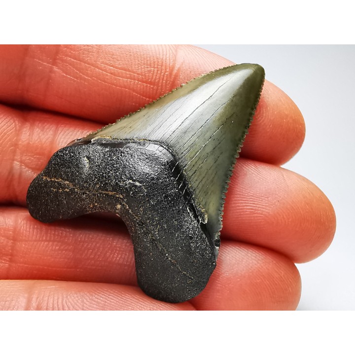 Dent de requin: Carcharodon megalodon, Miocène (USA)