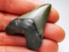 shark teeth: Carcharodon megalodon - Miocene (USA)