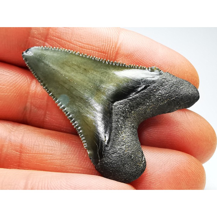 shark teeth: Carcharodon megalodon - Miocene (USA)