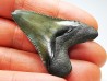 Dent de requin: Carcharodon megalodon, Miocène (USA)