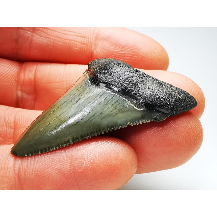shark teeth: Carcharodon megalodon - Miocene (USA)