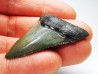 Dent de requin: Carcharodon megalodon, Miocène (USA)
