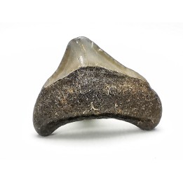 shark teeth: Carcharodon megalodon - Miocene (USA)