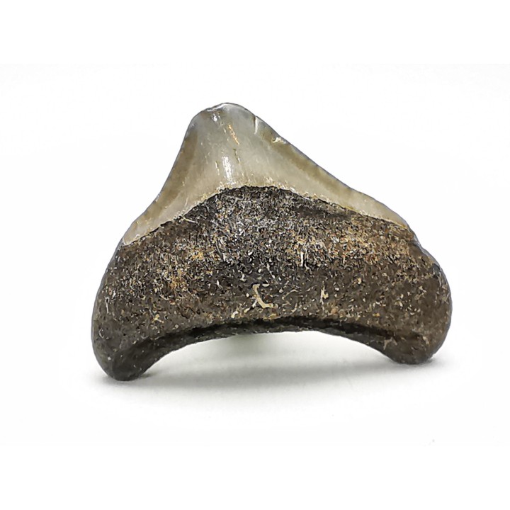 shark teeth: Carcharodon megalodon - Miocene (USA)