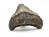 Dent de requin: Carcharodon megalodon, Miocène (USA)