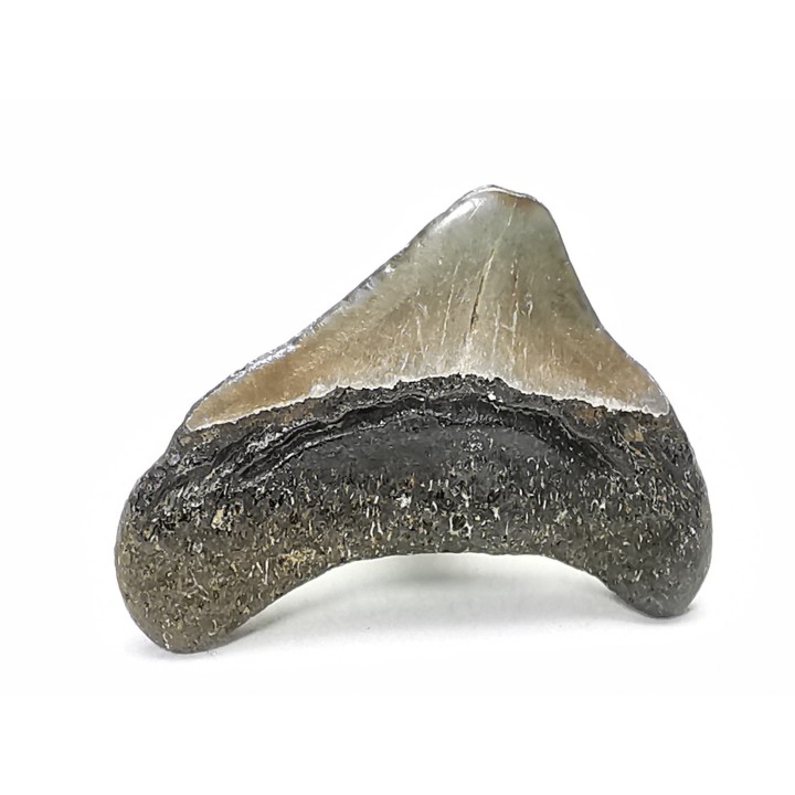 Dent de requin: Carcharodon megalodon, Miocène (USA)