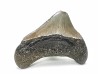 shark teeth: Carcharodon megalodon - Miocene (USA)