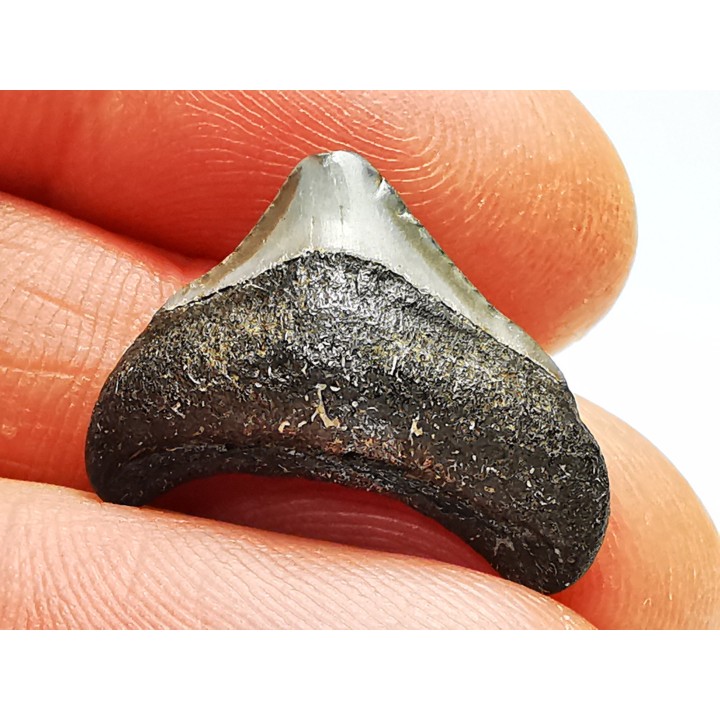 Dent de requin: Carcharodon megalodon, Miocène (USA)