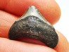shark teeth: Carcharodon megalodon - Miocene (USA)