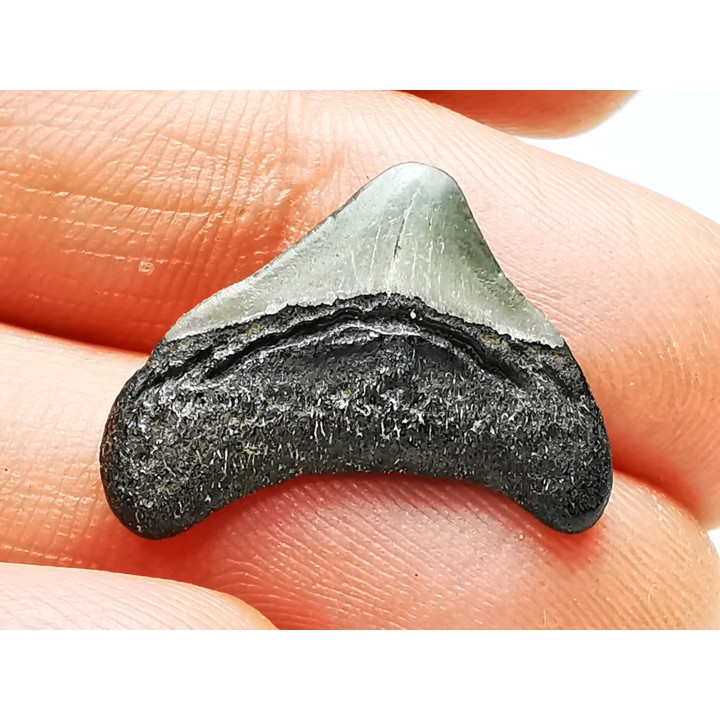 shark teeth: Carcharodon megalodon - Miocene (USA)