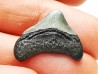 shark teeth: Carcharodon megalodon - Miocene (USA)