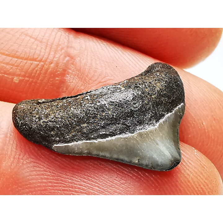 Dent de requin: Carcharodon megalodon, Miocène (USA)
