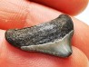 Dent de requin: Carcharodon megalodon, Miocène (USA)