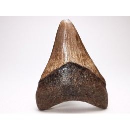 Dent de requin: Carcharodon megalodon, Miocène (USA)