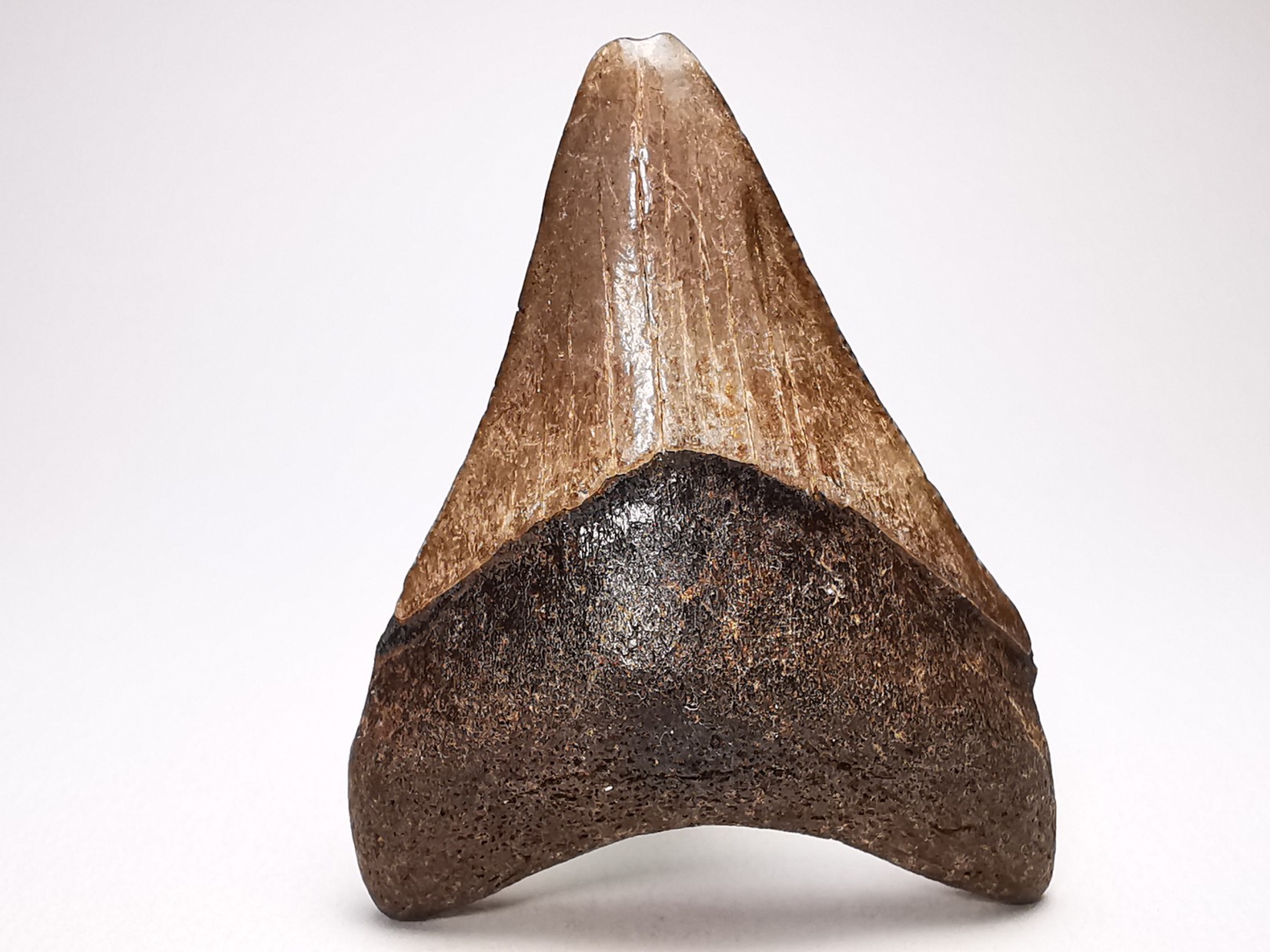 shark teeth: Carcharodon megalodon - Miocene (USA)