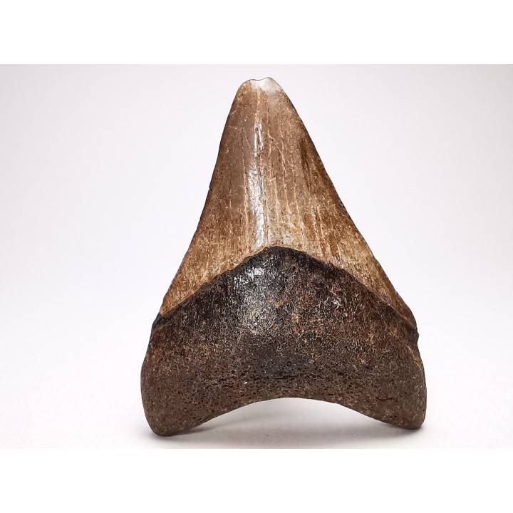 shark teeth: Carcharodon megalodon - Miocene (USA)