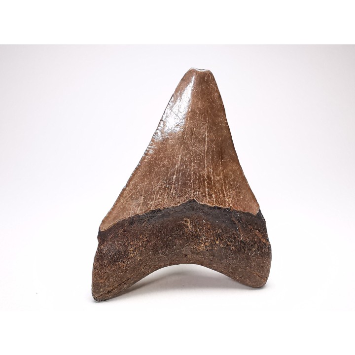 shark teeth: Carcharodon megalodon - Miocene (USA)