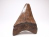 shark teeth: Carcharodon megalodon - Miocene (USA)