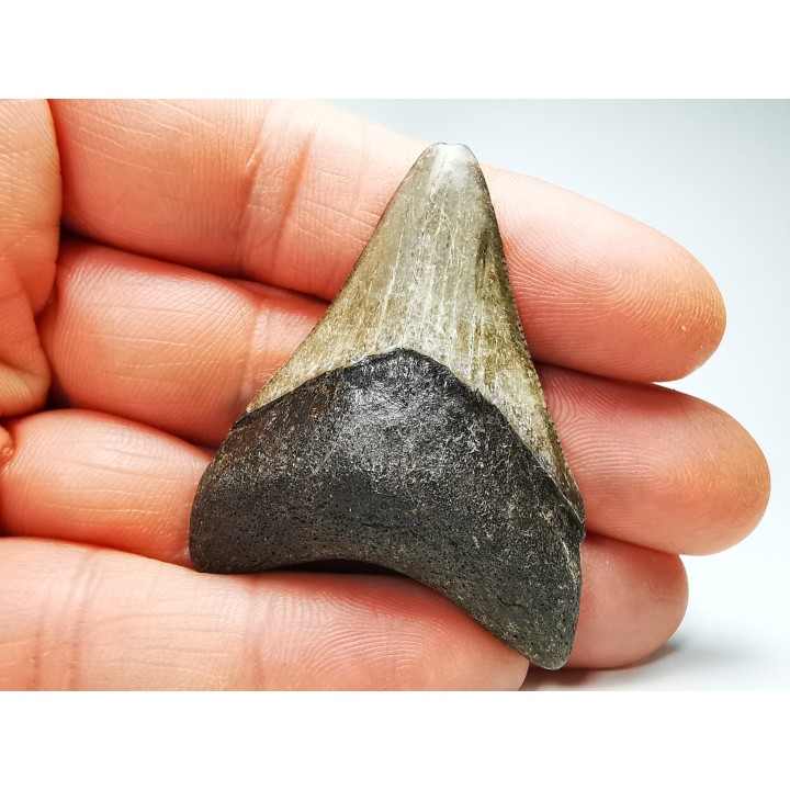 Dent de requin: Carcharodon megalodon, Miocène (USA)