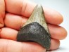 Dent de requin: Carcharodon megalodon, Miocène (USA)
