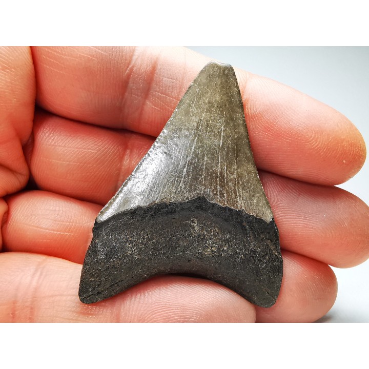 shark teeth: Carcharodon megalodon - Miocene (USA)