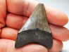 shark teeth: Carcharodon megalodon - Miocene (USA)